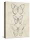 Vintage Butterfly Sketch I-June Erica Vess-Stretched Canvas