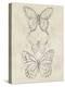 Vintage Butterfly Sketch II-June Erica Vess-Stretched Canvas