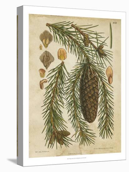 Vintage Conifers I-null-Stretched Canvas