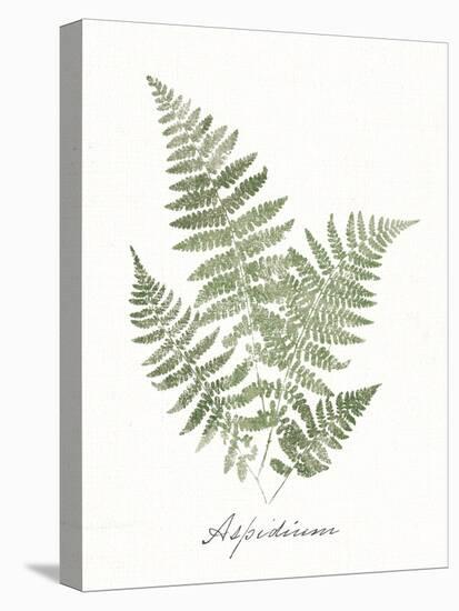 Vintage Ferns IX no Border White-Wild Apple Portfolio-Stretched Canvas