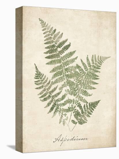 Vintage Ferns IX-Hugo Wild-Stretched Canvas