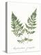 Vintage Ferns VII no Border White-Wild Apple Portfolio-Stretched Canvas