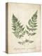 Vintage Ferns VII no Border-Wild Apple Portfolio-Stretched Canvas