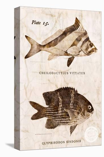 Vintage Fish: Cheilodactylus Vittatus, Morwong and Glyphisodon Sindonis, Damselfish-Christine Zalewski-Stretched Canvas