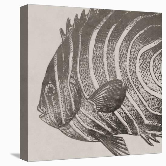 Vintage Fish II-Sparx Studio-Stretched Canvas