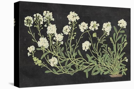 Vintage Flowers on Black-Wild Apple Portfolio-Stretched Canvas