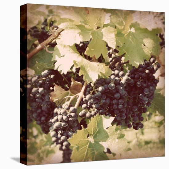 Vintage Grape Vines II-Jason Johnson-Stretched Canvas