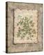 Vintage Herbs, Parsley-Constance Lael-Stretched Canvas