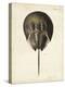 Vintage Horseshoe Crab-DeKay-Stretched Canvas