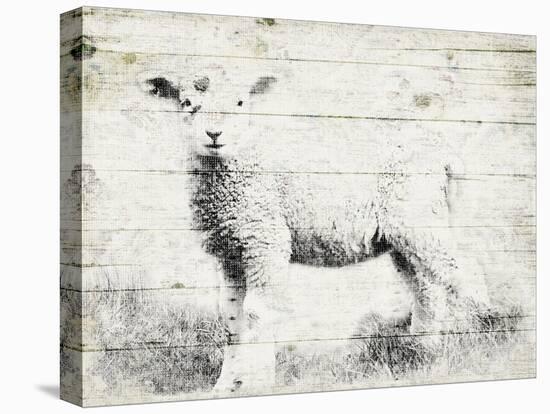 Vintage Lamb-Jace Grey-Stretched Canvas