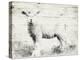 Vintage Lamb-Jace Grey-Stretched Canvas