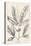 Vintage Laurel Oak Tree-Thomas Nuttall-Stretched Canvas