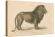 Vintage Lion-Wild Apple Portfolio-Stretched Canvas