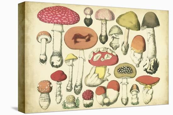 Vintage Mushroom Chart-Vision Studio-Stretched Canvas