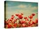 Vintage Paper Textures - Field of Poppies-A_nella-Stretched Canvas