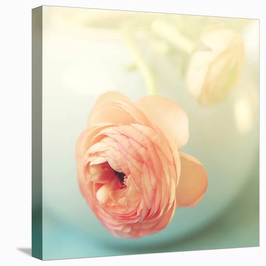 Vintage Peony II-Sarah Gardner-Premier Image Canvas