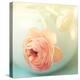 Vintage Peony II-Sarah Gardner-Premier Image Canvas