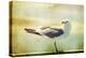 Vintage Photo Of A Seagull-Artistic Retro Styled Picture-melis-Premier Image Canvas