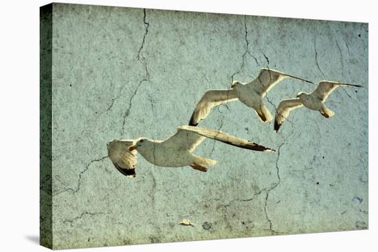 Vintage Photo Of Flying Seagulls-melis-Stretched Canvas