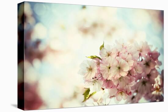 Vintage Photo of White Cherry Tree Flowers in Spring-Petr Jilek-Premier Image Canvas