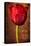 Vintage Red Tulip II-Christine Zalewski-Stretched Canvas