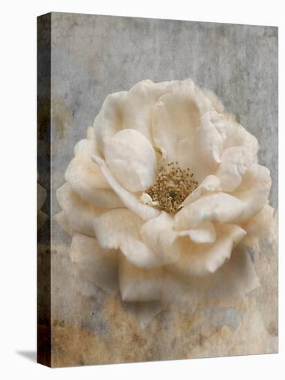 Vintage Rose 1-Jai Johnson-Premier Image Canvas