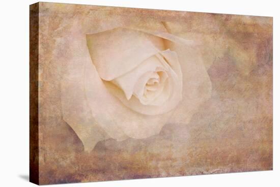 Vintage Rose Card-Cora Niele-Premier Image Canvas