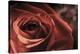 Vintage Rose-Andreas Stridsberg-Stretched Canvas