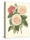 Vintage Roses II-Vision Studio-Stretched Canvas