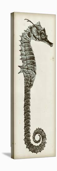 Vintage Seahorse II-null-Stretched Canvas