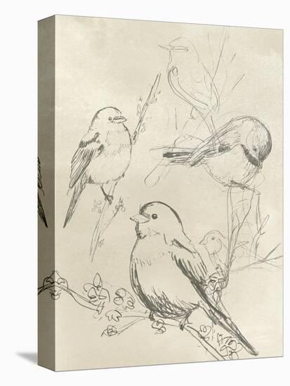 Vintage Songbird Sketch II-June Erica Vess-Stretched Canvas