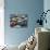 Vintage sport cars at Grand Prix, Nurburgring-null-Stretched Canvas displayed on a wall