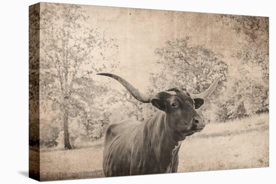 Vintage Style Farm Image with Longhorn Cow, Sepia Tone and Rural Country Outdoors-cctm-Premier Image Canvas