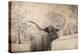 Vintage Style Farm Image with Longhorn Cow, Sepia Tone and Rural Country Outdoors-cctm-Premier Image Canvas