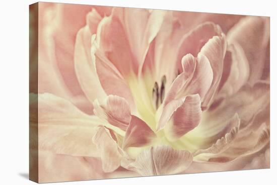 Vintage Tulip-Cora Niele-Premier Image Canvas