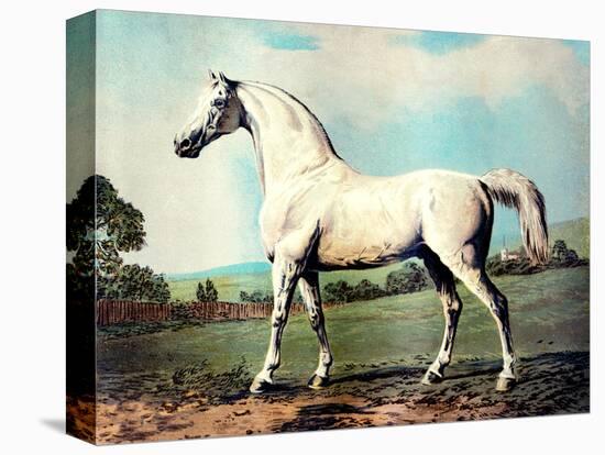 Vintage White Horse Chromolithograph "Mambrino," from the Picture by George Stubbs 1817-Piddix-Stretched Canvas