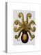 Vintage Yellow Octopus Underside-Fab Funky-Stretched Canvas