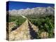 Vinyard at the Foot of Motagne Ste-Victorie Near Aix-En-Provence, Bouches-De-Rhone, France-Ruth Tomlinson-Premier Image Canvas