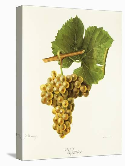 Viognier Grape-J. Troncy-Premier Image Canvas