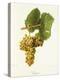 Viognier Grape-J. Troncy-Premier Image Canvas