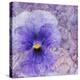 Viola - Secret Love-Cora Niele-Stretched Canvas