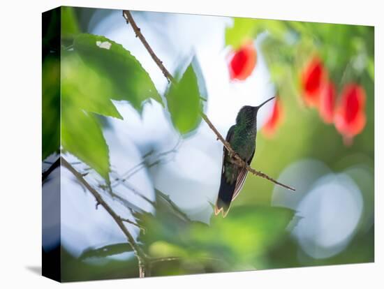 Violet-Capped Wood Nymph, Thalurania Glaucopis, Rests on a Tropical Tree Branch in Ubatuba, Brazil-Alex Saberi-Premier Image Canvas