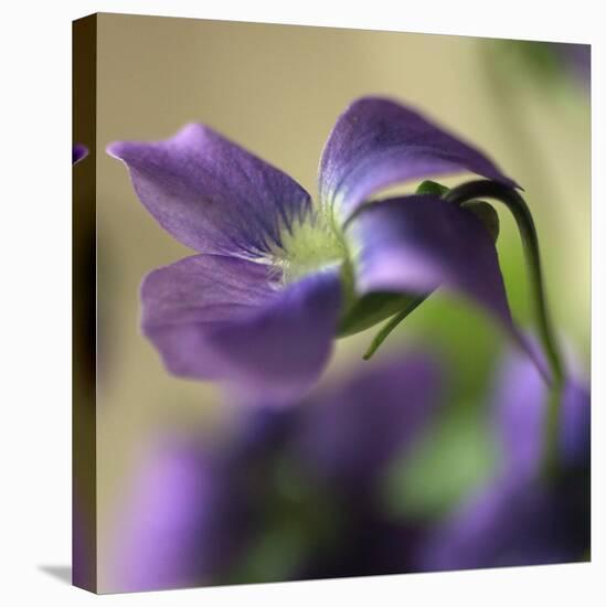 Violet Closeup-Anna Miller-Premier Image Canvas