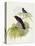 Violet Cuckoo (Chrysococcyx Xanthorhynchus)-John Gould-Premier Image Canvas