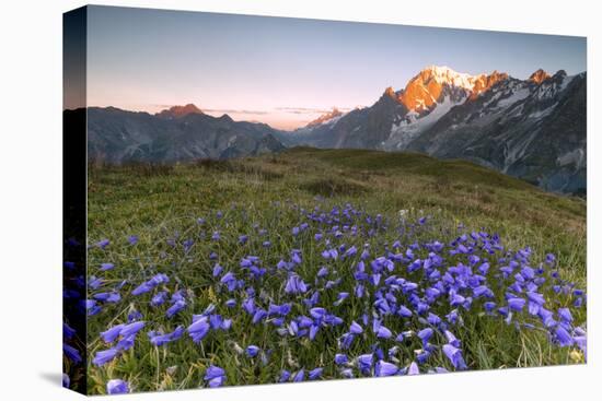 Violet flowers and green meadows frame the Mont Blanc massif at dawn, Graian Alps, Courmayeur, Aost-Roberto Moiola-Premier Image Canvas