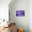 Violet Flowers-Martina Bleichner-Stretched Canvas displayed on a wall