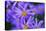 Violet Flowers-Martina Bleichner-Stretched Canvas