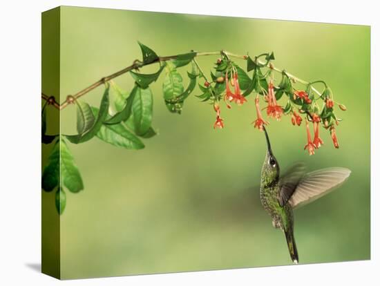 Violet Fronted Brilliant Hummingbird, Manu National Park, Peru-Pete Oxford-Premier Image Canvas