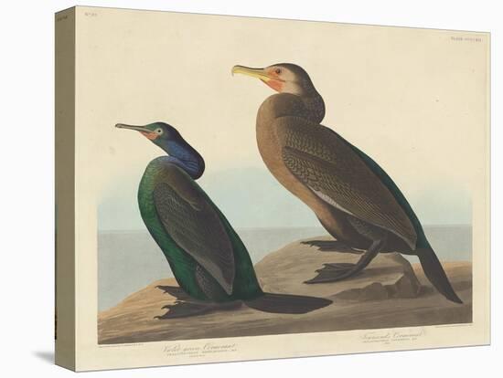 Violet-green Cormorant and Townsend's Cormorant, 1838-John James Audubon-Premier Image Canvas