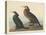 Violet-green Cormorant and Townsend's Cormorant, 1838-John James Audubon-Premier Image Canvas